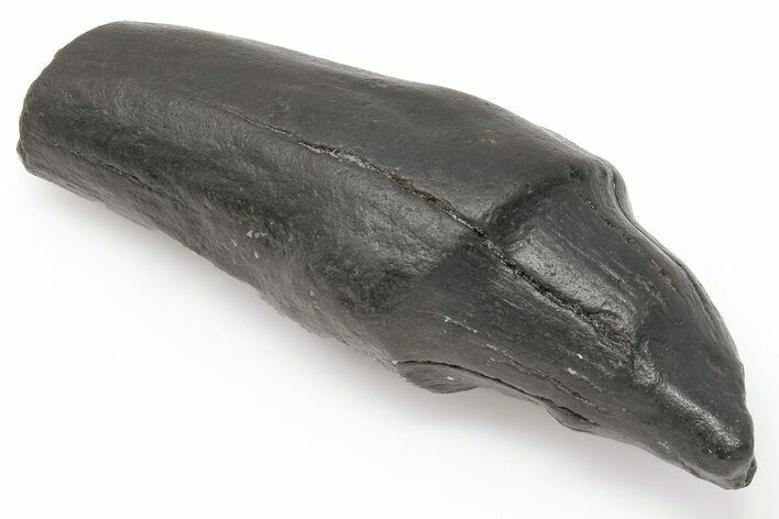 3.8" Fossil Sperm Whale (Scaldicetus) Tooth - South Carolina